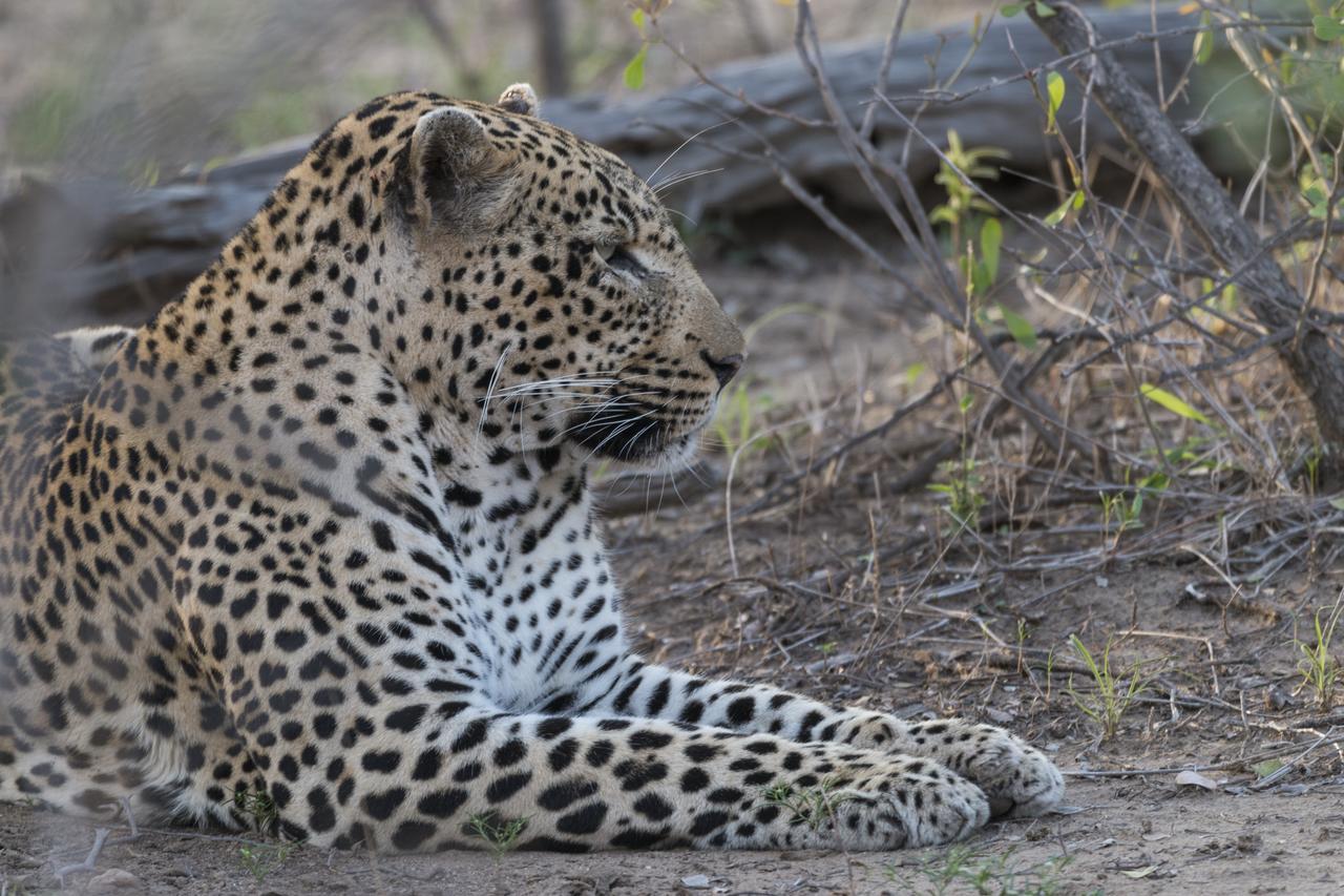 Ku Sungula Safari Lodge Balule Game Reserve Exterior photo