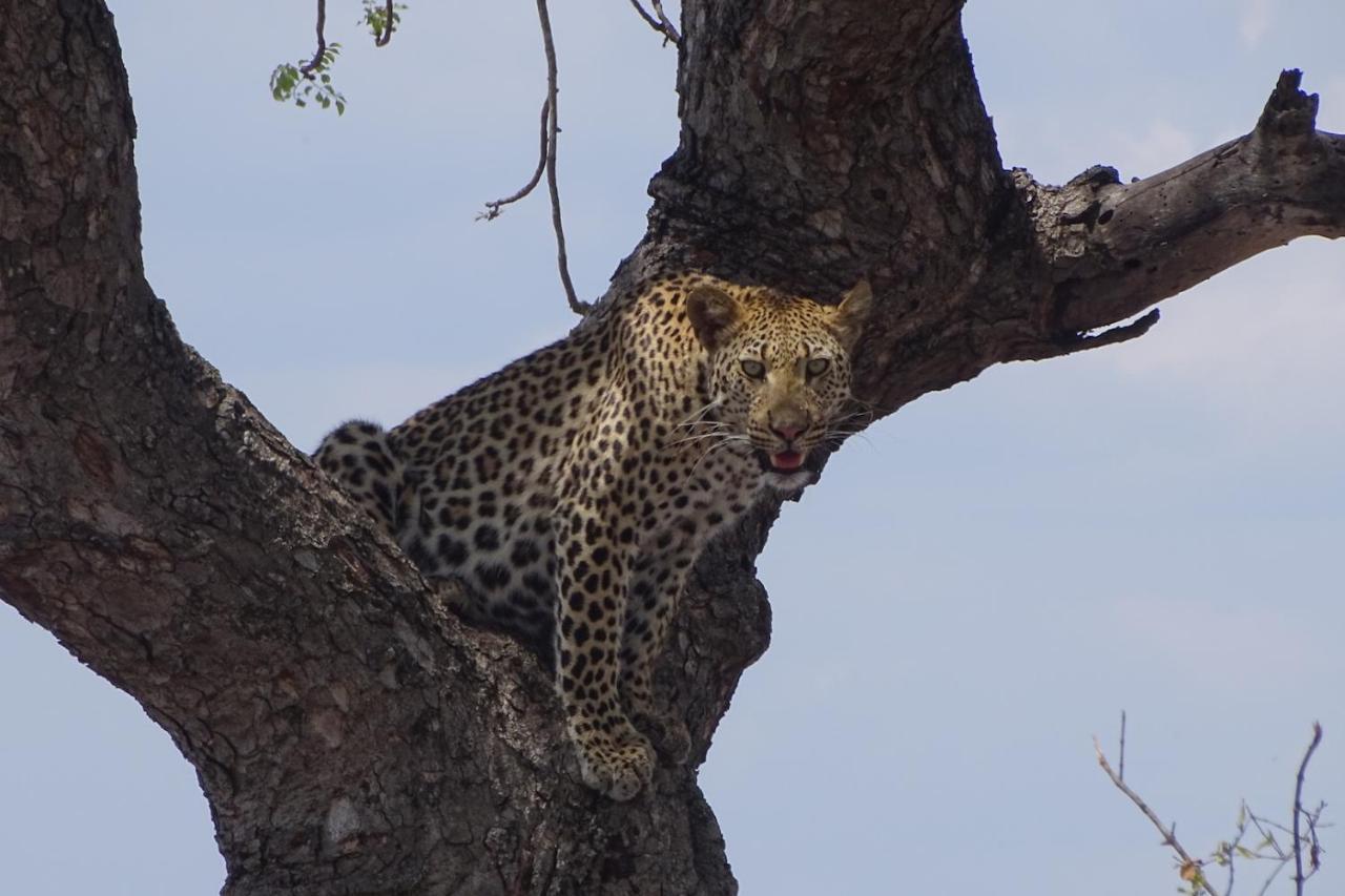 Ku Sungula Safari Lodge Balule Game Reserve Exterior photo